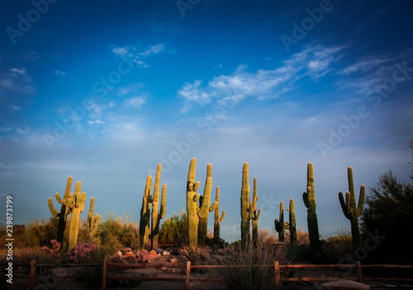 Obraz Arizona Cactus