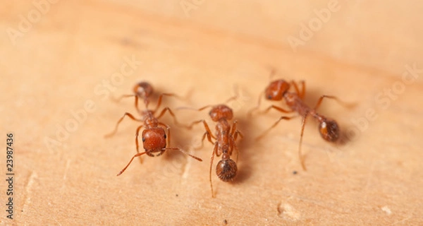 Obraz red ants