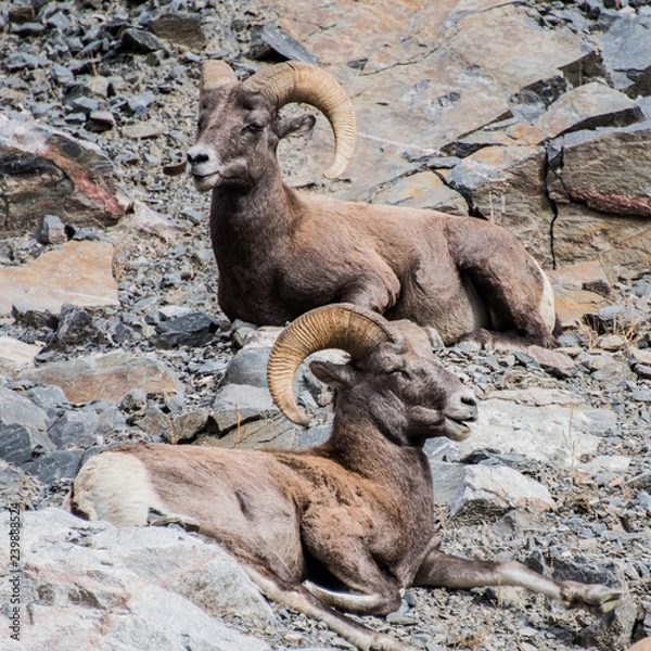 Obraz bighorn sheep