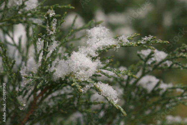 Obraz Snow on juniper branches.