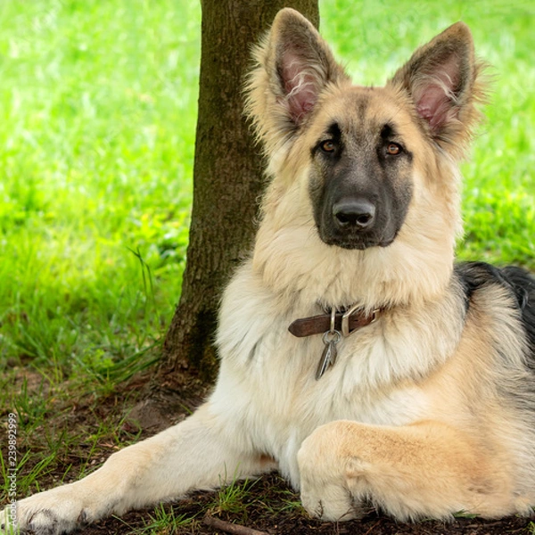 Obraz German Shepherd Puppy