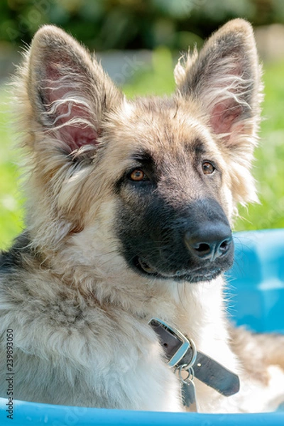 Obraz German Shepherd Puppy