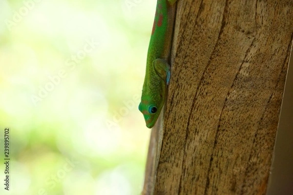 Fototapeta Gecko 