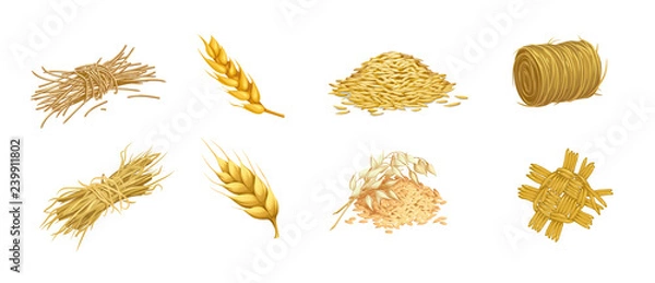 Fototapeta vector set of isolated images of grain crops and ears of hay and straw weaving in a rustic style