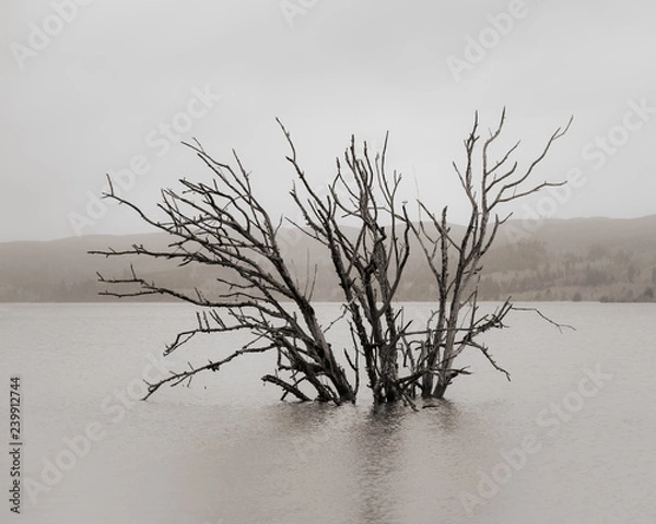 Obraz Submerged Tree on the Willapa, Pacific County, Washington, 2018