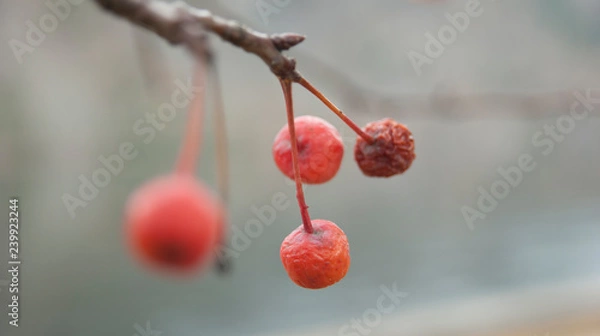 Fototapeta wild Siberian Apple tree
