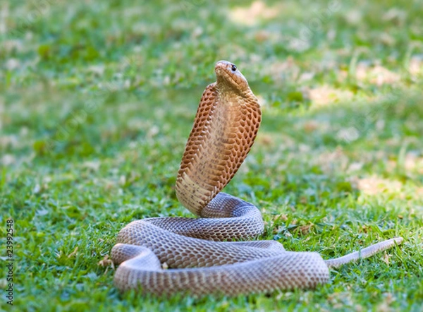 Obraz cape cobra