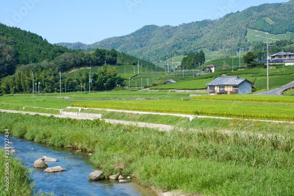 Fototapeta 京都府和束町の茶畑と田んぼ
