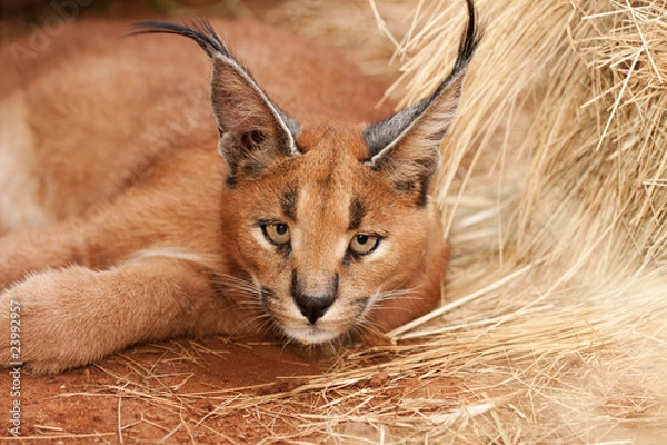 Obraz caracal wild cat