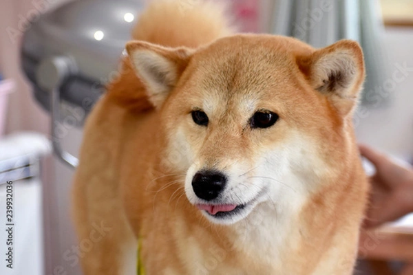 Fototapeta 柴犬・お手入れ中