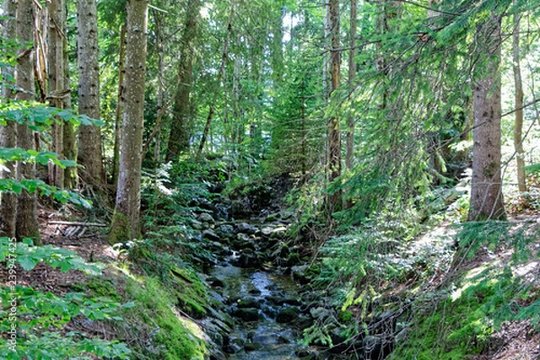 Obraz Bach am Walchensee