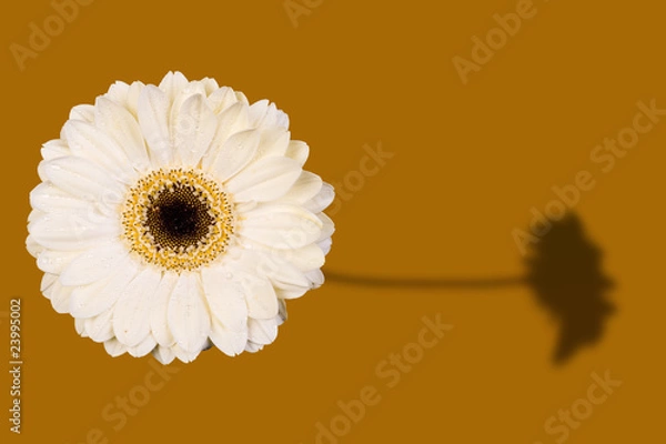 Obraz gerbera shadow