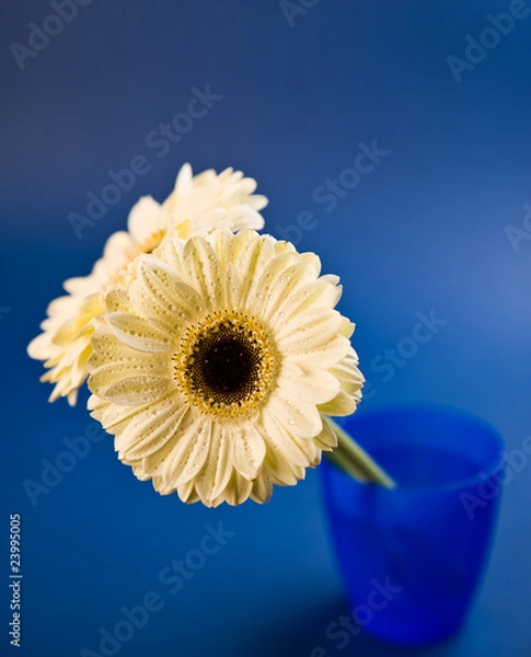 Obraz Cream Gerbera