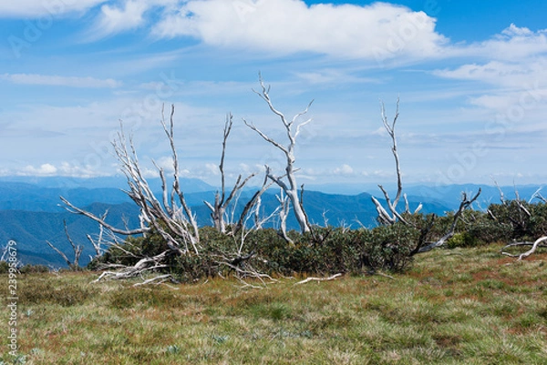 Obraz Australia Alpine NP