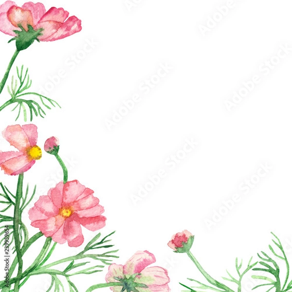 Fototapeta Watercolor banner delicate pink flowers on green stems with needle leaves isolated on white background. Hand painted rare pink daisies for elegant design of wedding invitations, greeting cards.