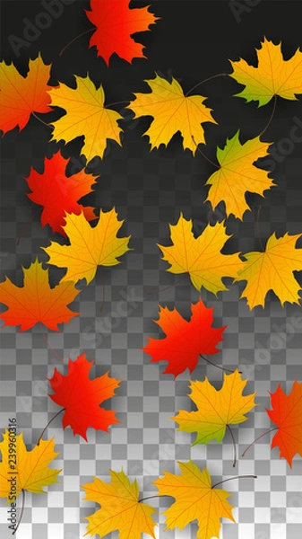 Fototapeta September Vector Background with Golden Falling Leaves. Autumn Illustration with Maple Red, Orange, Yellow Foliage. Isolated Leaf on Transparent Background. Bright Swirl. Suitable for Posters.