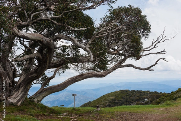 Obraz Australia Alpine NP