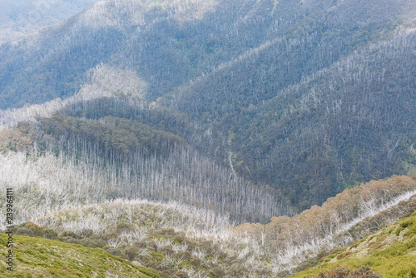 Obraz Australia Alpine NP