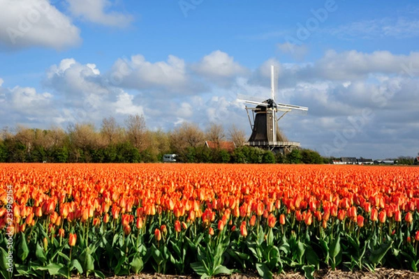 Obraz Holenderska scena pomarańczowego pola tulipanów w Julianadorp w Holandii