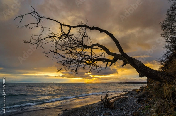 Fototapeta tree at sunset