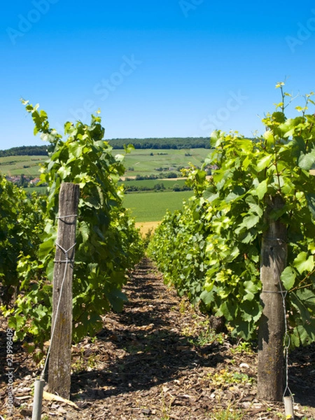 Fototapeta vignes