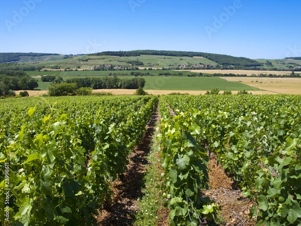 Fototapeta vignes