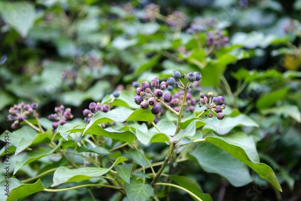 Fototapeta дикие ягоды фиолетового цвета