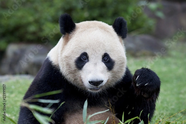 Obraz ジャイアントパンダのクローズアップ