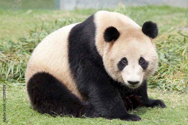 Obraz かわいいジャイアントパンダ