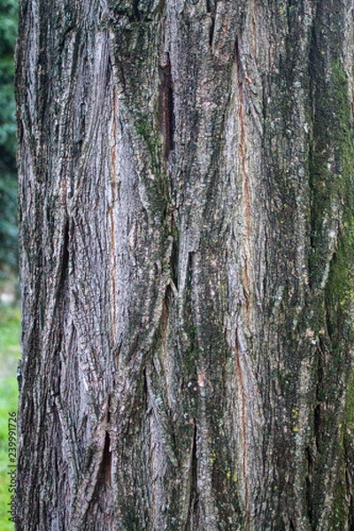 Fototapeta текстура натуральная кора дерева