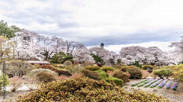 Obraz 春の沼田城址の風景