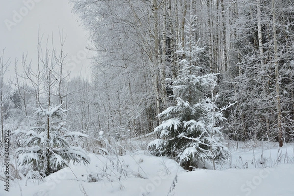 Fototapeta winter in forest