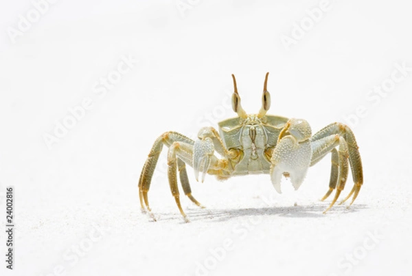 Obraz Horned Ghost Crab