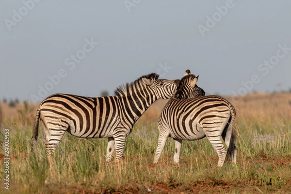 Obraz Zebra shouting at another zebra