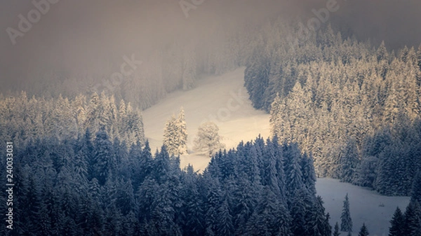 Obraz Baum in Lichtung