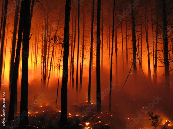 Obraz pożar lasu