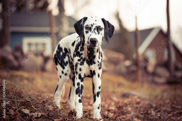 Obraz Autumn Dalmatian