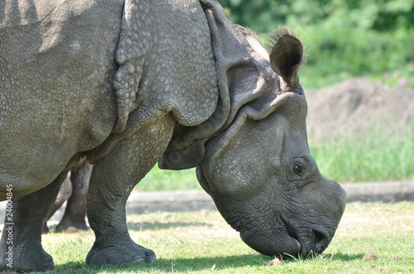 Fototapeta Nashorn