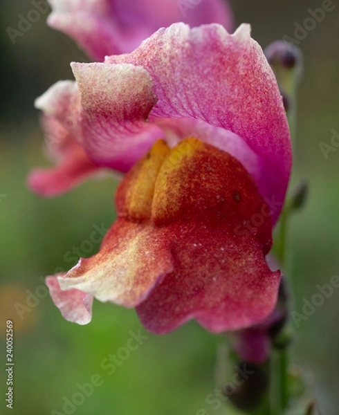 Obraz Snap Dragon