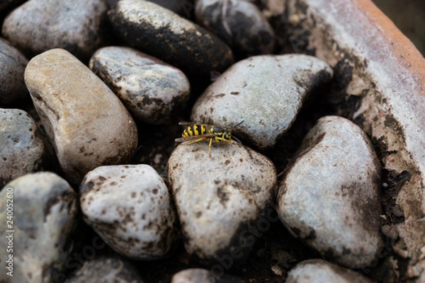 Obraz Wasp on Rocks