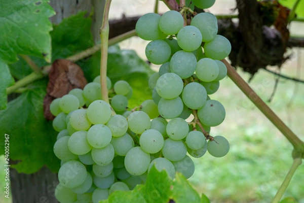 Obraz Grapes on the Vines