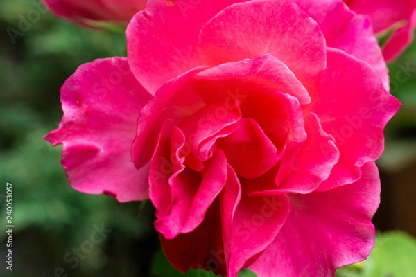 Obraz Pink Rose
