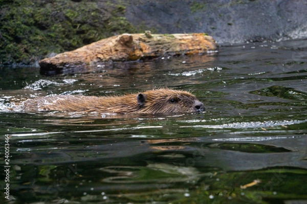 Obraz Beaver in Water