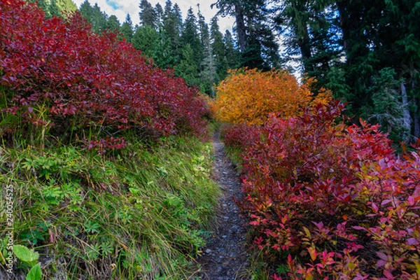 Obraz Autumn Foliage