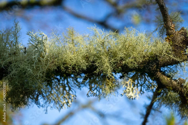 Obraz Lichen in Tree