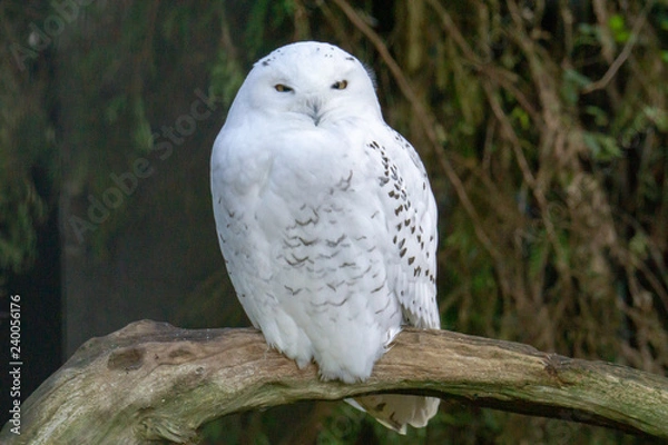 Obraz Snow Owl