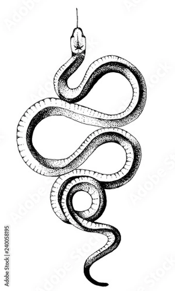Obraz ink snake vector illustration
