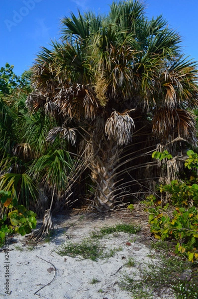 Fototapeta palm tree on beach