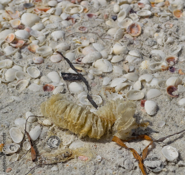 Fototapeta shell on the beach