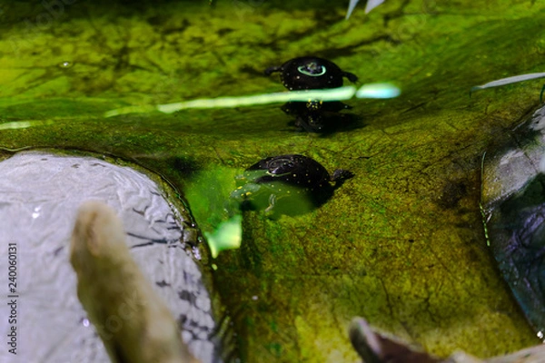 Fototapeta Desert Tortoise on a stone